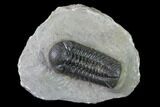 Austerops Trilobite - Nice Eye Facets #138955-1